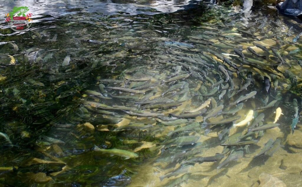 b-1-1024x634 ¿Sabías que en Rancho Viejo puedes saborear el delicioso chicharrón de trucha?