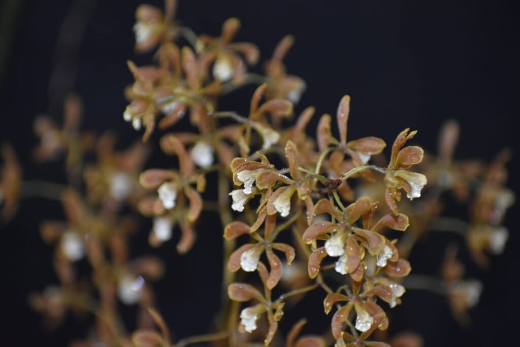 b-1024x683 Tres días más del Festival Internacional de la orquídea en Coatepec