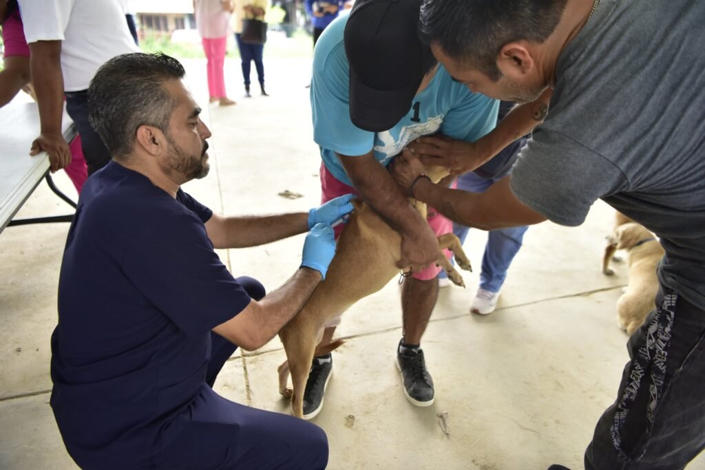 3-16-1024x683 Realizan Campaña Gratuita de Vacunación Antirrábica para caninos y felinos en Tantoyuca